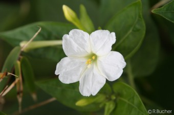 Mirabilis jalapa 'White'