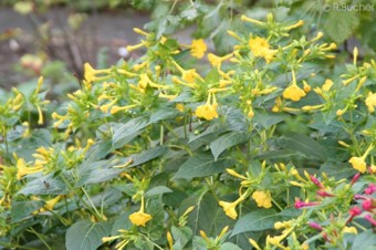 Mirabilis jalapa 'Yellow'