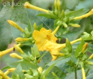 Mirabilis jalapa 'Mix'