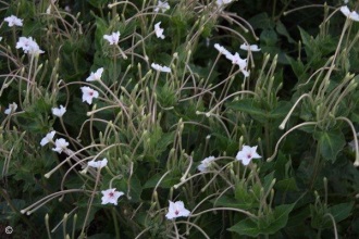 Mirabilis longiflora