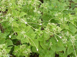 Mirabilis longiflora