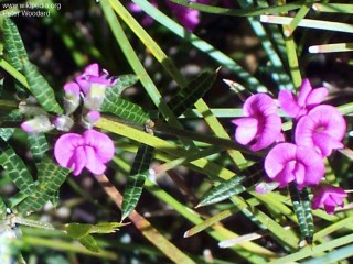 Mirbelia rubiifolia