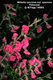 Mirbelia speciosa ssp. speciosa