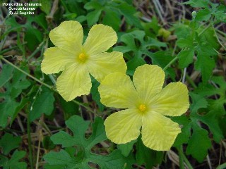 Momordica charantia