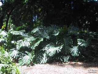 Monstera deliciosa 