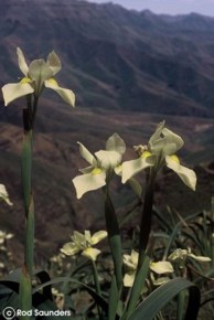 Moraea alticola