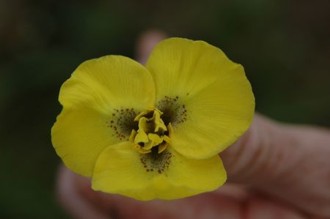 Moraea bellendenii