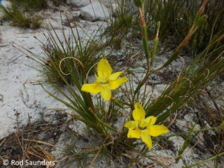 Moraea bituminosa