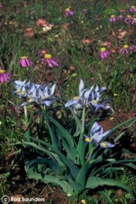 Moraea ciliata