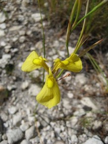 Moraea cooperi