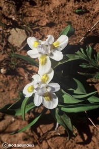 Moraea falcifolia