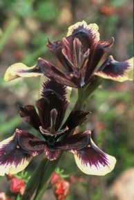 Moraea lurida