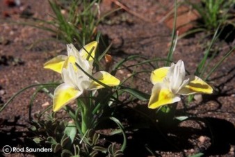 Moraea macronyx