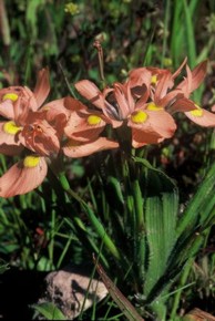 Moraea papilionaceae