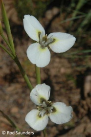 Moraea tricuspidata