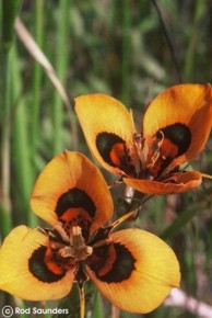 Moraea tulbaghensis