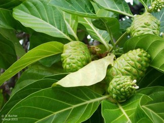 Morinda citrifolia