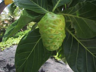 Morinda citrifolia