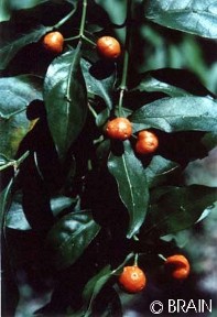 Morinda jasminoides