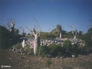 Moringa drouhardii