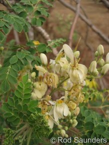 Moringa oleifera