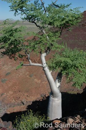 Exotische Nutz und Zierpflanzen Moringa ovalifolia