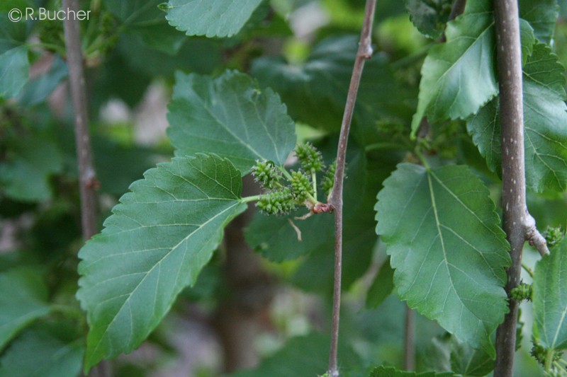 Exotische Nutz und Zierpflanzen Morus alba