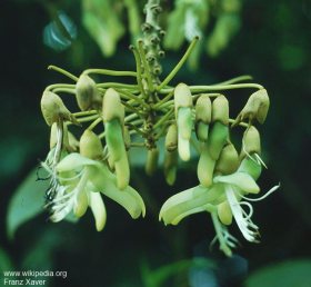 Mucuna holtonii