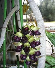 Mucuna macrocarpa