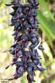 Mucuna pruriens