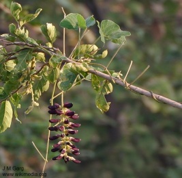 Mucuna pruriens