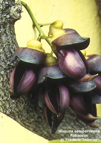 Mucuna sempervirens