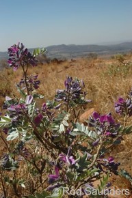 Mundulea sericea