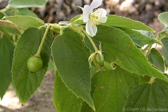 Muntingia calabura