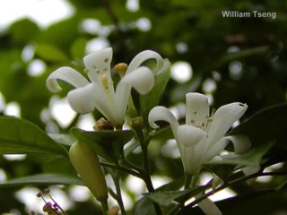 Murraya paniculata