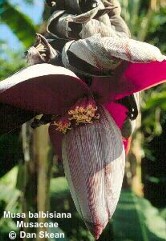 Musa balbisiana