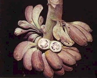 Musa formosana