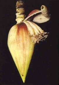 Musa formosana