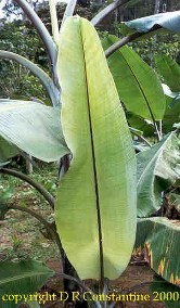 Musa nagensium 