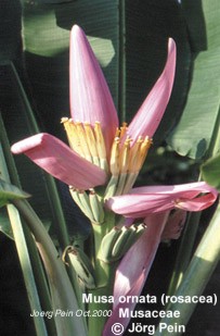 Musa ornata