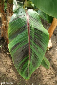 Musa sikkimensis