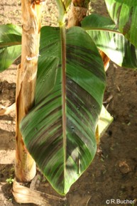 Musa sikkimensis