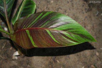 Musa sikkimensis 'Red Tiger' 