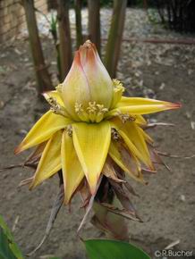 Musella lasiocarpa