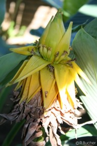 Musella lasiocarpa