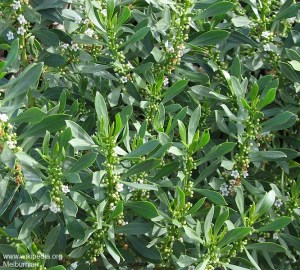 Myoporum insulare