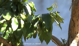 Myrica cerifera 