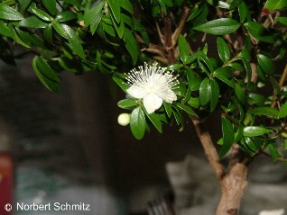 Myrtus communis compacta