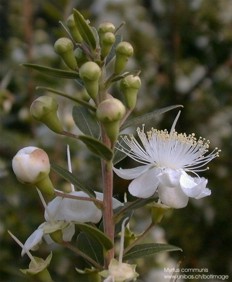 Myrtus communis 