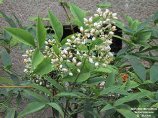 Nandina domestica 